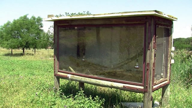 Exotic animals from Italy's underworld get second chance