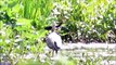 Great Blue Heron Catching a Fish, 6/13/16, Fisk Pond, mvi 3155 v2