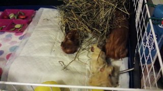 Absolutely amazing cutest Guinea pigs ever! - cavy