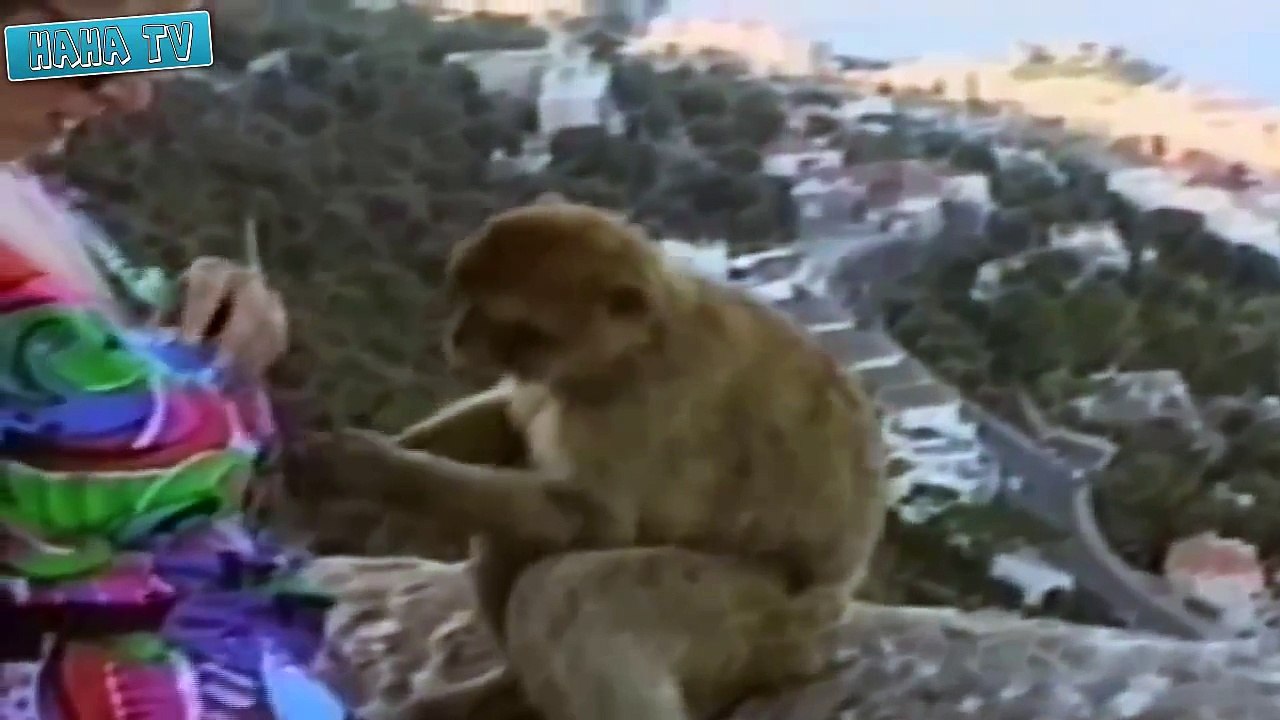 CRAZY Animal Attack Videos