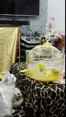 Cat trying to eat Parrots