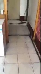 Tom and Jerry in Real Life