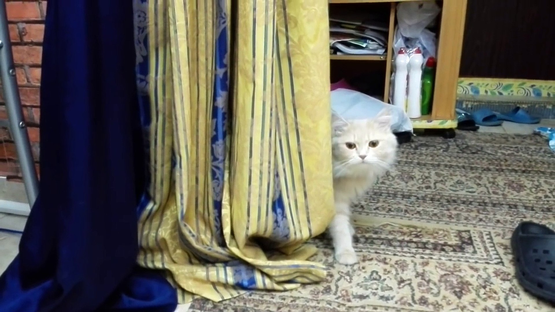 Cats are Cats lol