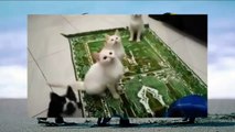 Cats dancing LOL