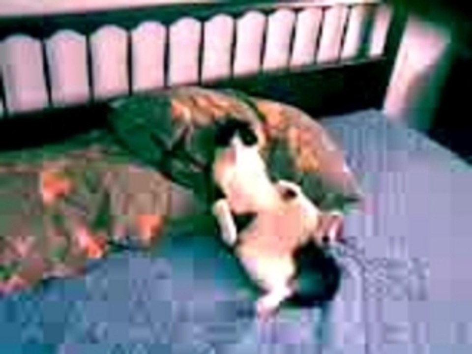 Gatto Gilberto