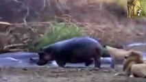 Lion vs Hippo Real Fight _ Lion vs Hippo Who Would Win