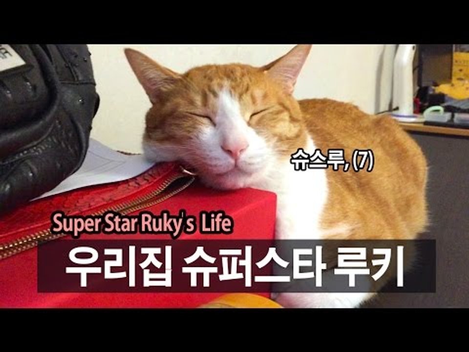 병맛일상 22. 우리집 슈스루; 슈퍼스타 루키 l SSIN