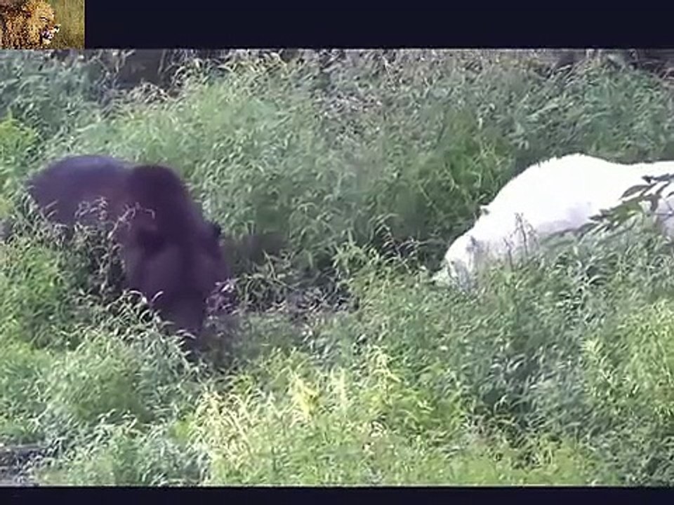 Top 10 CRAZIEST Animal  Lion,Buffalo,crocodile,Elephant, Bear,Lion