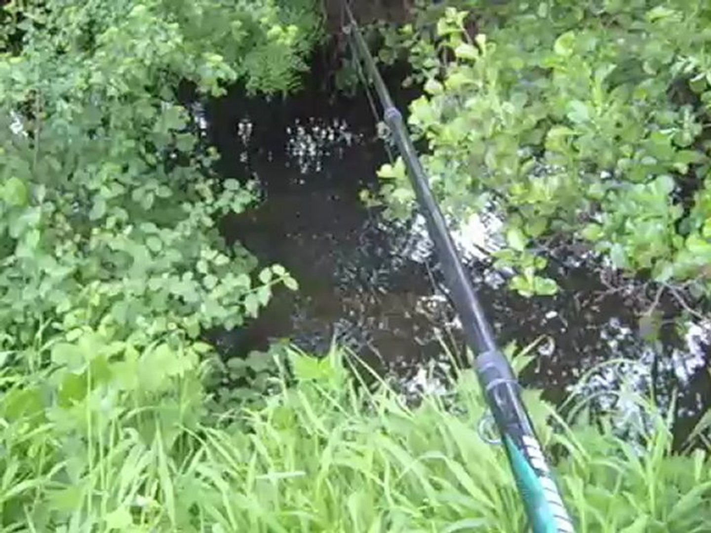 Pêche  Java bleue