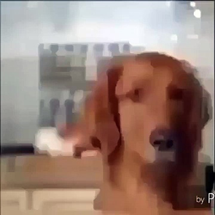 Bush's baked beans I want to hang myself with your dick