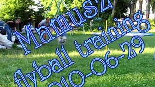 Mamusz flyball training 2010-06-29