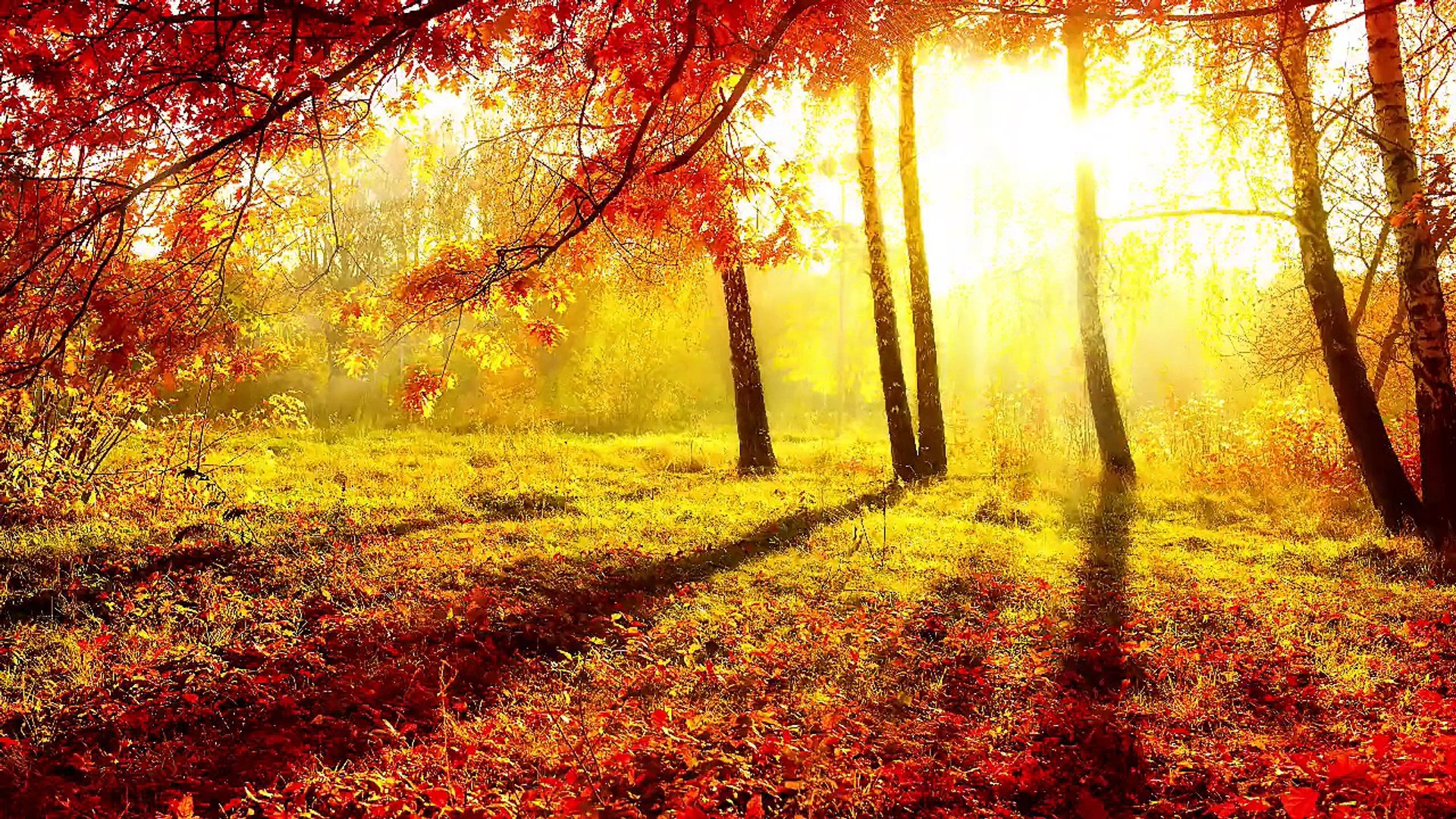 ⁣Meditation Music Relax Mind Body: Deep Relaxation Music, Sleep Music, Yoga Music, Spa Music ☯010