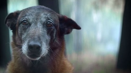 Une campagne de sensibilisation de 30 Millions d'amis contre l'abandon des animaux