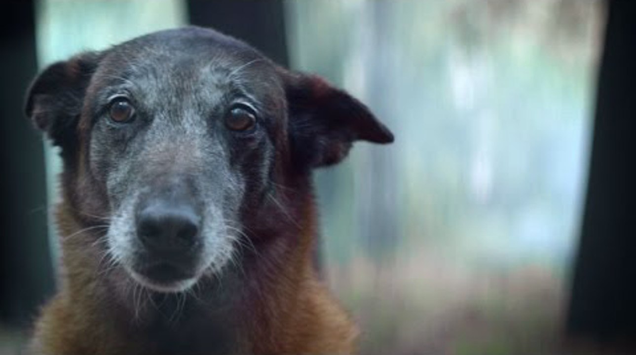 Une campagne de sensibilisation de 30 Millions d'amis contre l'abandon des animaux