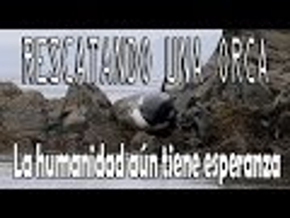 Rescatando una Orca