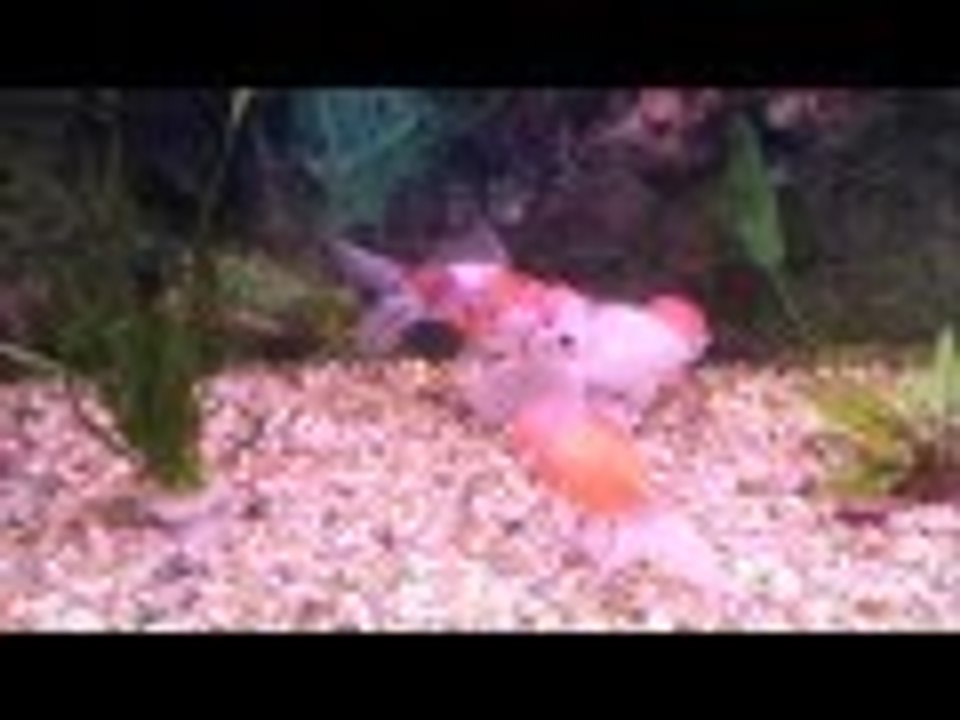 Beaver Water World  ~  Fish