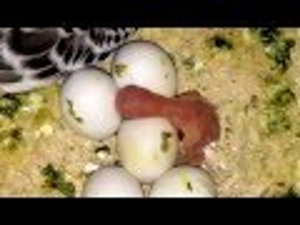 Primer periquito bebe !