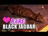 Far Cry Primal | Rare Black Jaguar Hunting Gameplay (How to catch a Rare Black Jaguar)