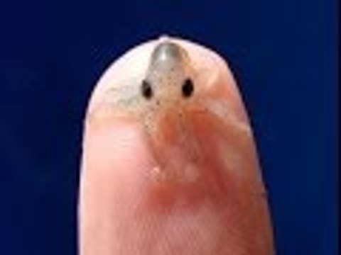 World's smallest animals 2016 - 2017