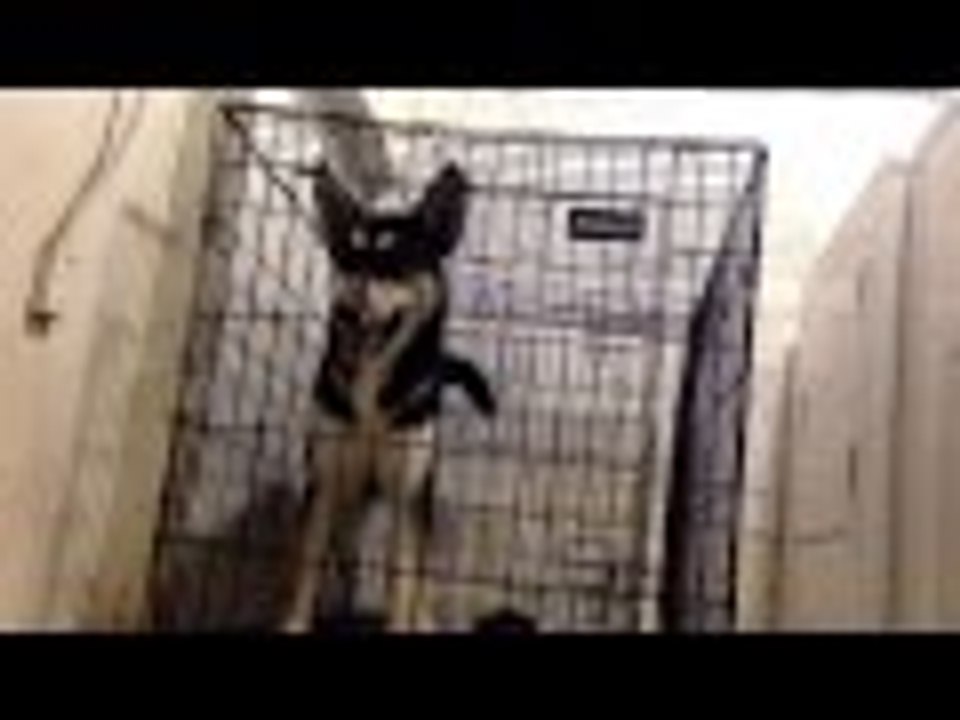 My dog barking on camera.