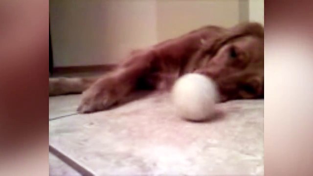 Un chien très fatigué a la flemme de jouer