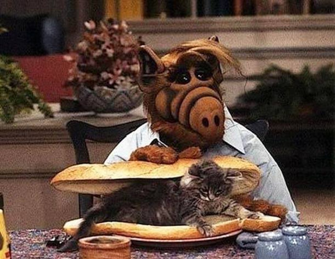 ALF : Best Of CHATS - Vidéo Dailymotion