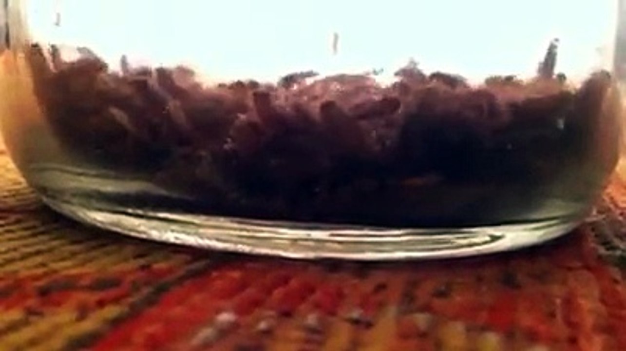 An artistic flesh eating beetle video to the opening of Apocalypse now- trust me its good