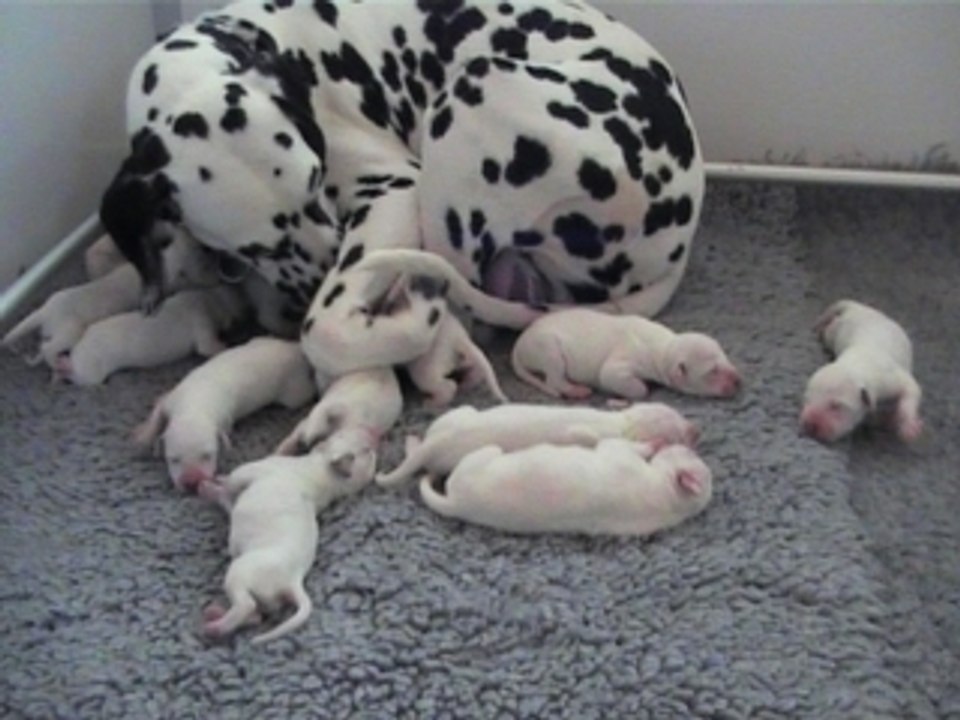 Portée All my pride - un jour