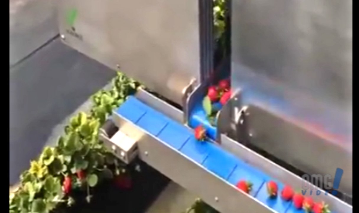 Machine gathered strawberries - OMG VIDEO
