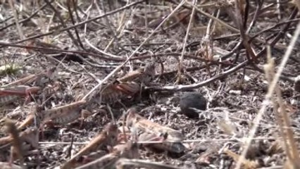 Akseki'de Çekirge ve Bambul Böcekleri Ürünlere Zarar Verdi
