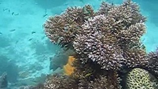 Palau Diving Trip - coral bay