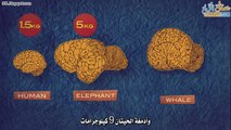 تعرف على كم نسْبة تستخدم من عقلك #تصحيح المفاهيم #شَرْح تفاعليّ