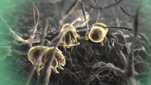 Les acariens : de nouveaux acteurs dans les maladies inflammatoires intestinales ? (video abstract)