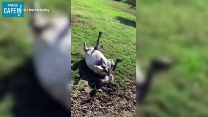 Un poney rend ses propriétaires fous