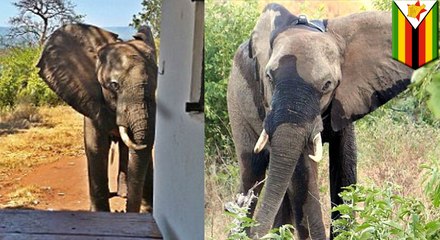 密猟者に傷付けられた象　NPO団体スタッフに助け求める