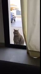 Guess there's no need for a cat door...