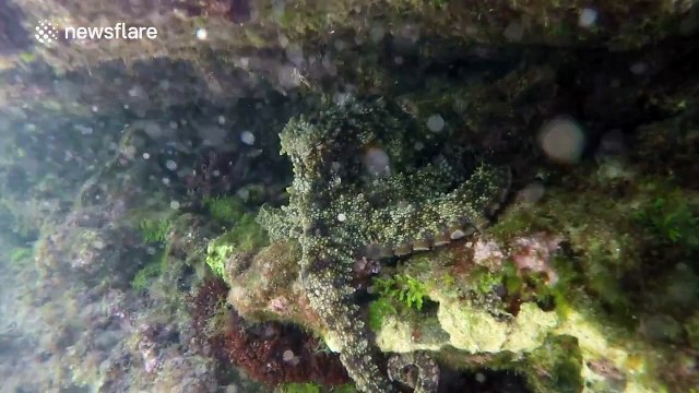 Octopuses high-five underwater