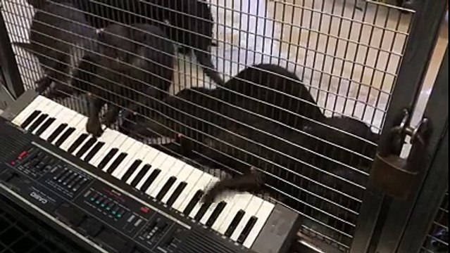 Filez un piano à des loutres et regardez ce qu'il se passe... Ahaha