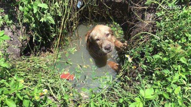 Dog Rescued From Muddy Sewer, Instantly Adopted by Cop Who Saved Him
