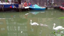 Baby swans get a piggy back ride from mummy