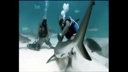 mike Rutzen is « Sharkman »