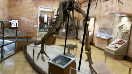 Музей динозавров dinosaur Museum