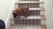 Ce bébé chiot Mastiff a peur de descendre les marches