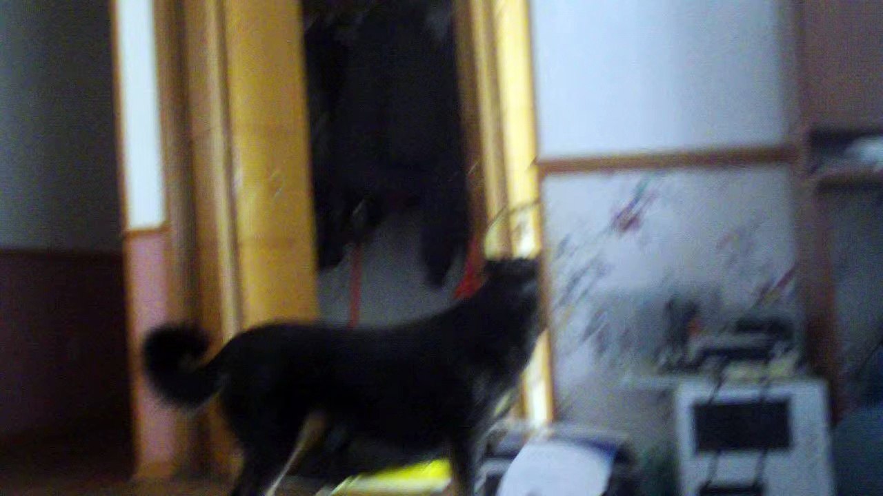 Puppy Attack!!! XD - YouTube