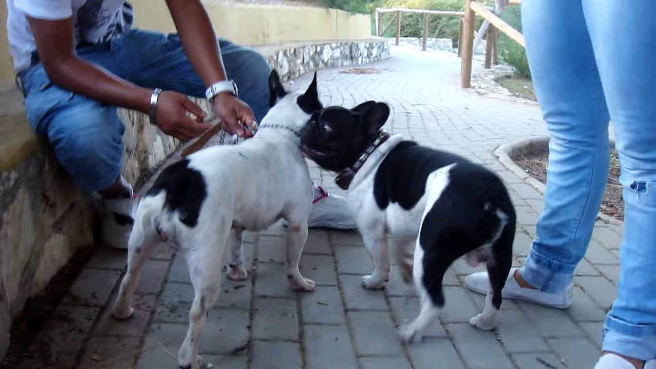 su primera chingada pancha y bender - YouTube