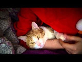 병맛일상 16 일본,홍콩 로케갔다와서 쉬고있어요 ㅋㅋ | SSIN