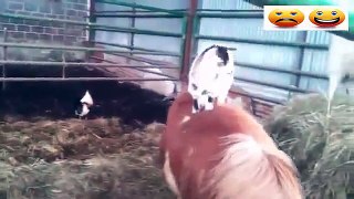Cute Baby Goats   A Cute And Funny Baby Goats Compilation