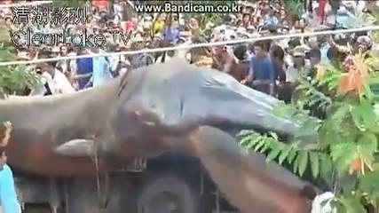 Worlds largest ANACONDA in Nepal after earth quack