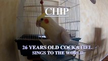 Oldest Cockatiel in the World Sings (29 years old!)