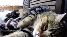 Purr-fect video | Mom Cat and Cute Baby meowing Kittens